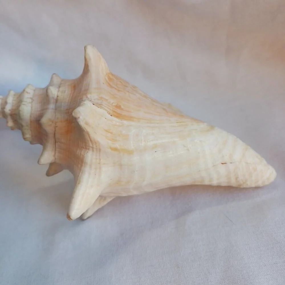 Conch Shell 6 Inch
